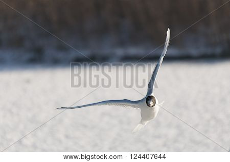 Black-headed gull flying over a frozen lake
** Note: Soft Focus at 100%, best at smaller sizes
