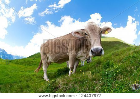 Fish-eye shot of a cow grazing in the Swiss Alps