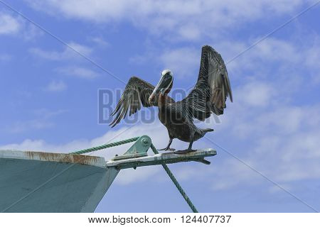 Brown Pelican (Pelecanus occidentalis) drying its wings on a boat in the Baquerizo harbor on San Cristobal Island.