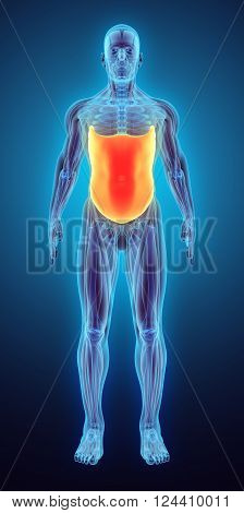 3D Illustration Of Obliquus Externus.