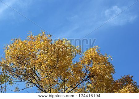 Autumn leaves with the blue sky background