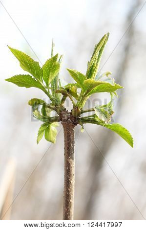 Beauty kidney lilac on branch in spring day
