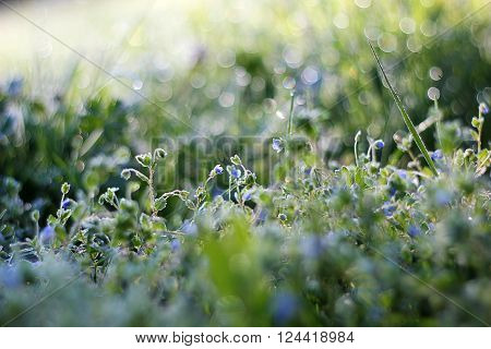 Morning dew on grass with blue flower, beautiful nature background with shallow depth of field
** Note: Soft Focus at 100%, best at smaller sizes