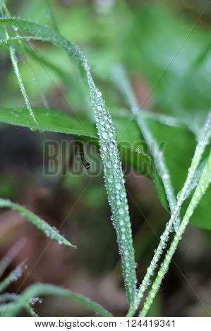 Dew on a grass in spring outdoor