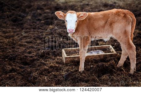 Brown calf in the middle of the feedlot manure, next to the tub for water copy space for your text.
** Note: Visible grain at 100%, best at smaller sizes