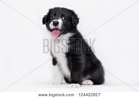 cute Border collie puppy on a white background