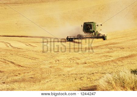 Sklizeň pšenice 11