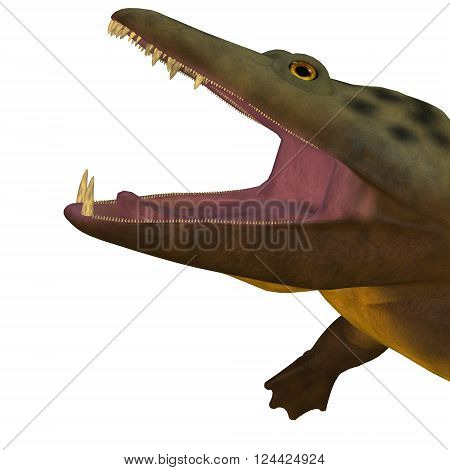 Mastodonsaurus Amphibian Head 3D illustration - Mastodonsaurus was an aquatic amphibian animal that lived in Europe during the Triassic Period.