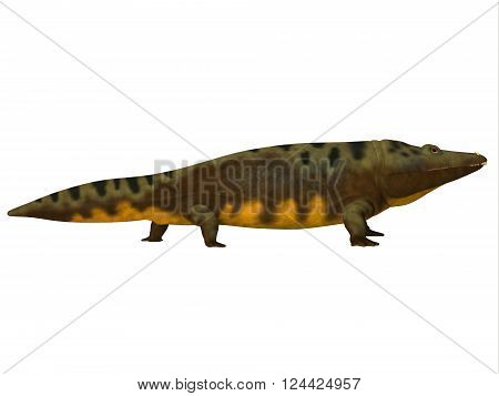 Mastodonsaurus Side Profile 3D illustration - Mastodonsaurus was an aquatic amphibian animal that lived in Europe during the Triassic Period.