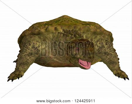 Proganochelys Turtle on White 3D illustration - Proganochelys is the second oldest turtle species discovered and lived in Germany and Thailand in the Triassic Period.