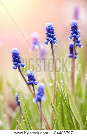 Blue blossoming muskari in dew drops since morning in the spring