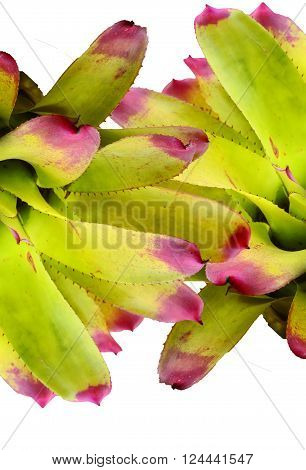 Bromeliad , Bromeliaceae  ,isolated on white .