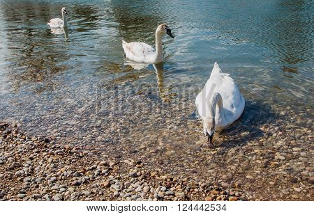Three swans swimming on Bundek Lake in Zagreb, Croatia