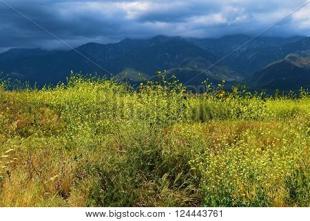 Mustard wildflowers during spring with the San Gabriel Mountains beyond taken in Rancho Cucamonga, CA