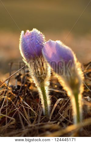 Beautiful spring pulsatilla flowers with purple petals