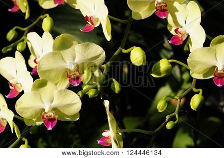 pale yellow phalaenopsos hybrid orchids blooming inside the tropical greenhouse in Chenshan Botanical Garden Shanghai China.