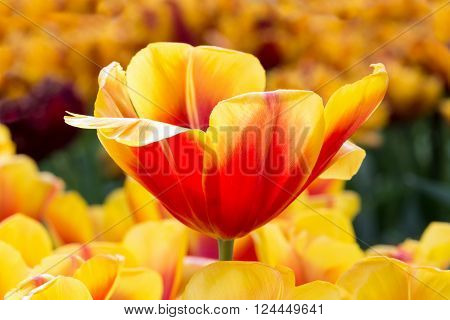 Red with yellow flower in tulips field
