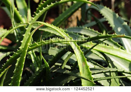 A species of Aloe (aloe humilis) growing in the sunlight within the desert greenhouse in Chenshan Botanical Garden Shanghai China.