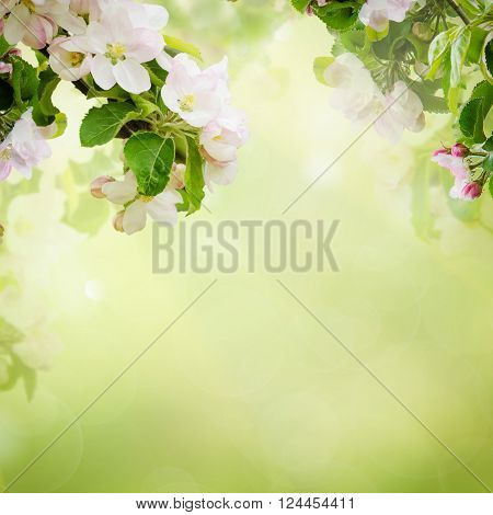 Fresh spring branches of apple tree with flowers, natural floral seasonal easter background. Suitable for greeting cards and invintation.