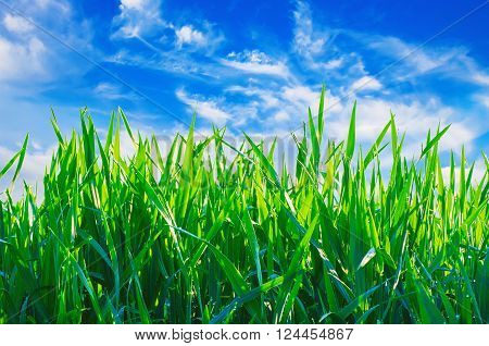 Green sunny  grass meadow at spring with blue sky and white clouds. Natural eco seasonal spring abstract background.