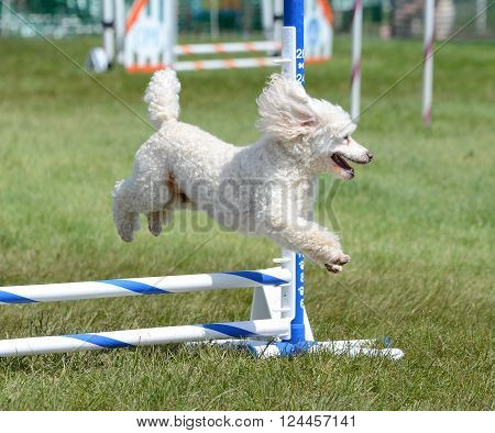 Miniature Poodle Running Leaping Over a Jump at an Agility Trial