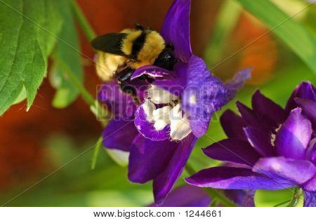 对花大黄蜂