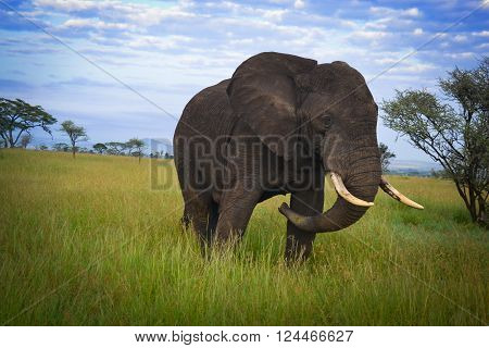 Big nice elephant mate serengeti adventure safari in Africa