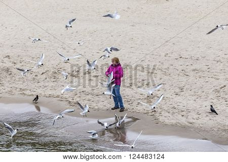 KOSEROW GERMANY - MAR 31 2016: woman loves to feed the seagulls at the baltic sea in Koserow Germany. Feeding seagulls is allowed at the beaches. In town its mostly forbidden.