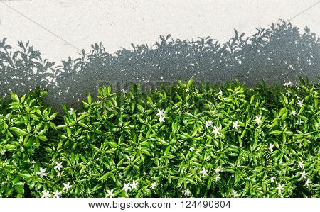 Tree Shadow On Gravel Texture As Background