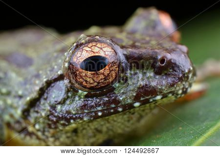 Amazing eye of a Green Bush Frog
