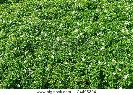 Gerdenia Crape Jasmine with green leaves wall background