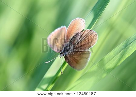 Butterfly Silver-studded Blue (Plebejus argus): Femle species