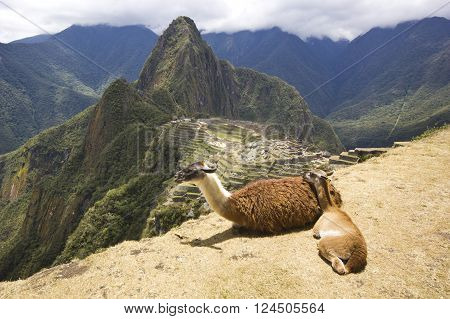 portrait of two lying lamas, mother and child, near old town of machu-picchu, peru, with surrounding mountains