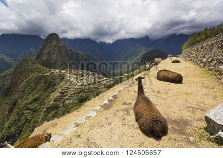portrait of two lying lamas, mother and child, near old town of machu-picchu, peru, with surrounding mountains