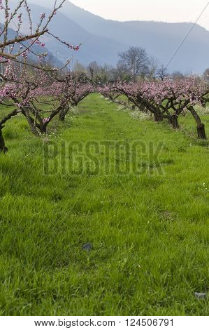 Cultivation Of Peach Trees
