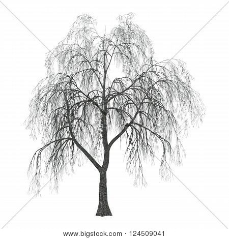 3D Illustration Willow On White