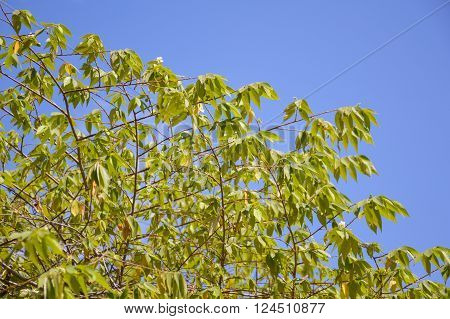 close up fresh green muntingia calabura leaves