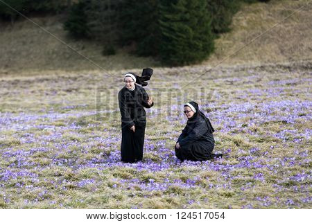 Chocholowska Valley, Poland - March 31, 2016: Nuns On Mountain Meadow With Crocus Flowers Blooming