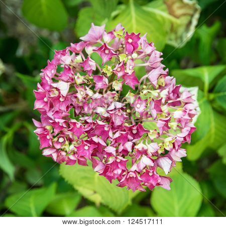 Beautiful hydrangea flower. Seasonal natural scene. Close up photo.