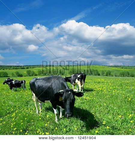 mucca su campo verde