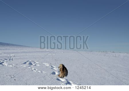 Cão