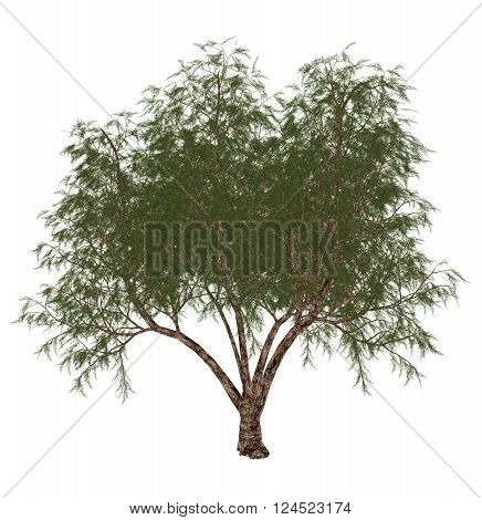 French tamarisk, tamarix gallica, tree isolated in white background - 3D render