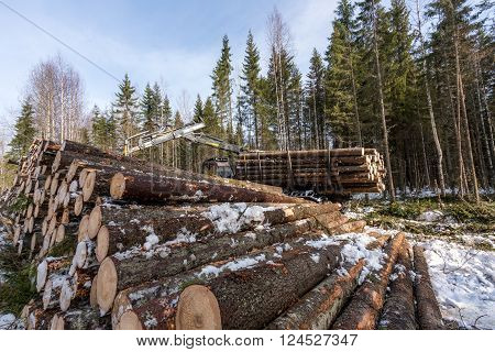 Timber harvesting. Image of logger working in winter forest