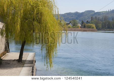 Willow tree by the river in Stein am Rhein Switzerland in a bright sunny day with view of hill in background