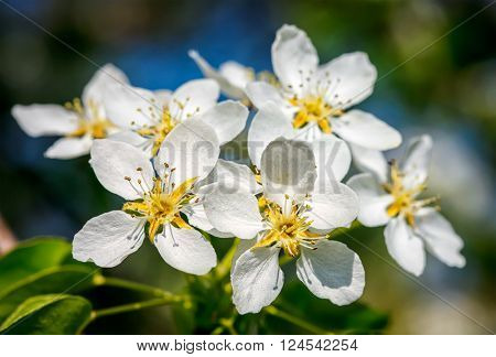 Flowers of apple tree blossoming in spring