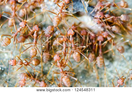 Group Of Red Ants