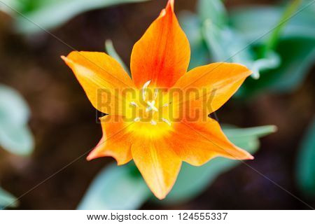 Star shaped orange tulip flower on dark background.