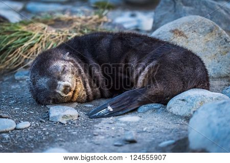 Antarctic fur seal asleep on stony beach