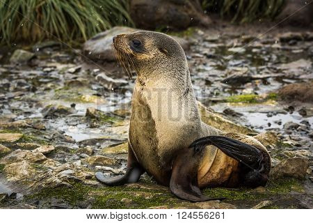 Antarctic fur seal in snow in riverbed