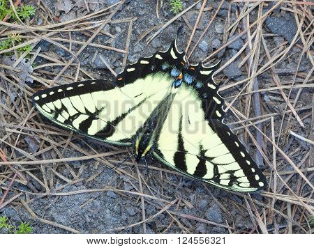 Yellow winged butterfly that has its wings spred on the ground